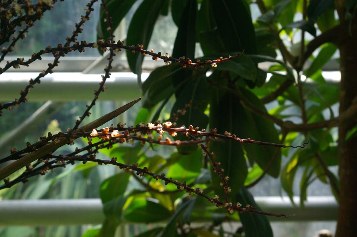 Botanical specimen of Hyophorbe Vaughanii.
