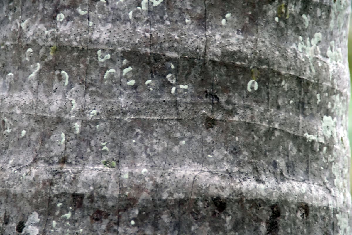 Botanical specimen of Hyophorbe Verschaffeltii.