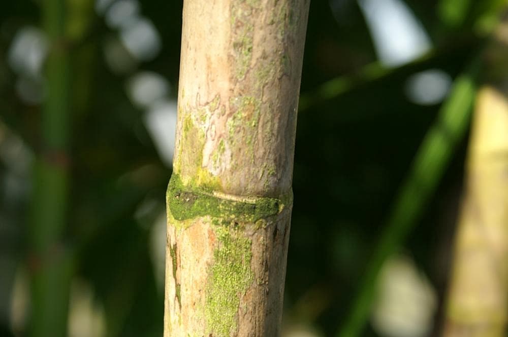 Botanical specimen of Hyospathe Elegans.