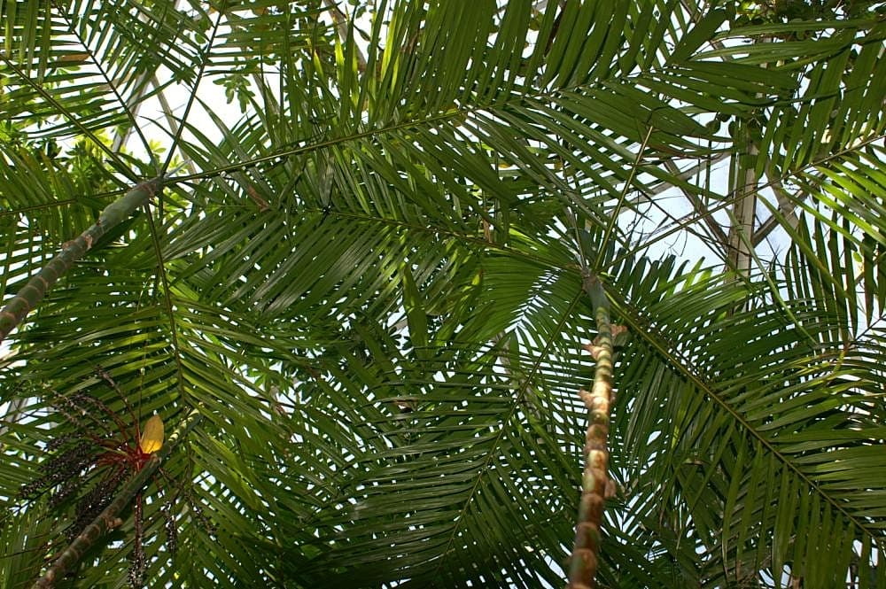 Botanical specimen of Hyospathe Elegans.