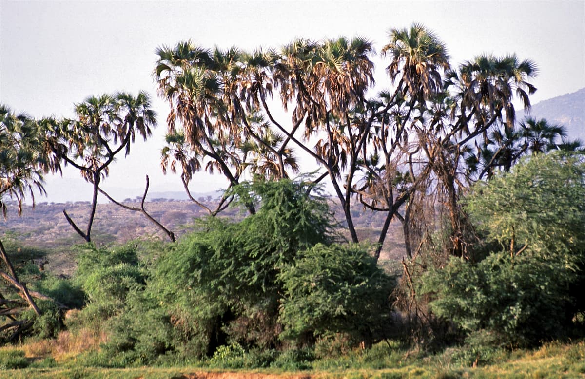 Botanical specimen of Hyphaene Compressa.