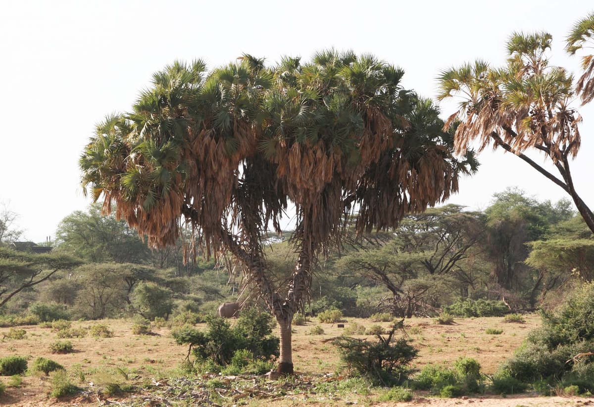 Botanical specimen of Hyphaene Compressa.