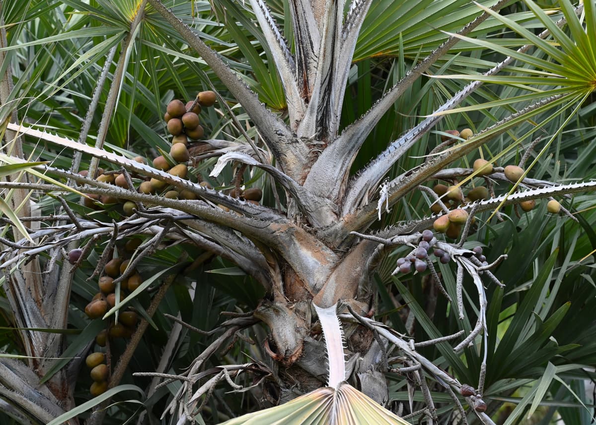 Botanical specimen of Hyphaene Coriacea.