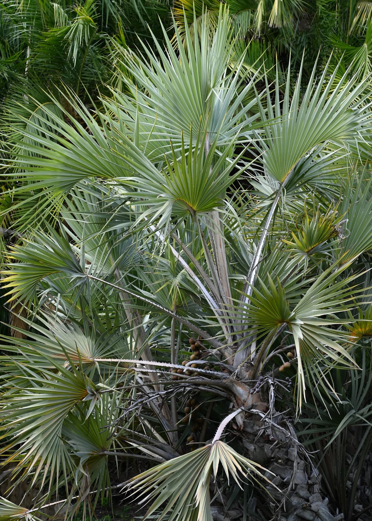 Botanical specimen of Hyphaene Coriacea.