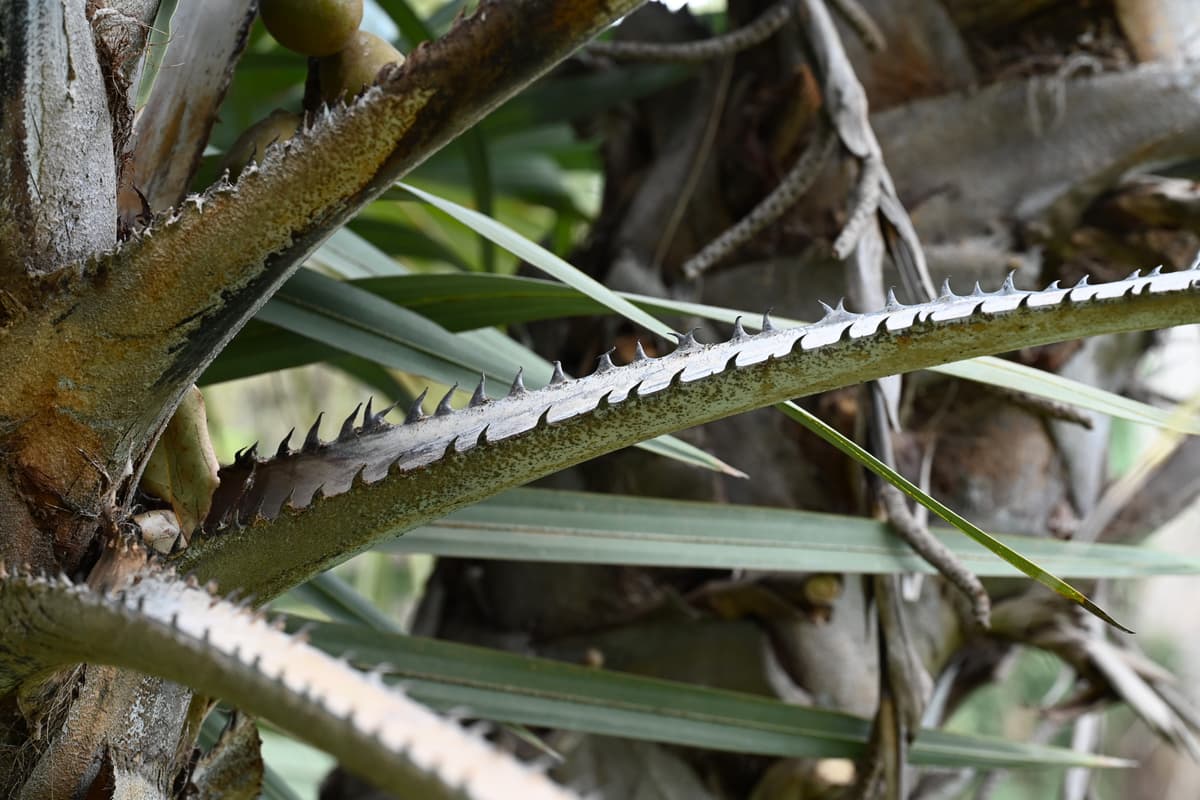 Botanical specimen of Hyphaene Coriacea.