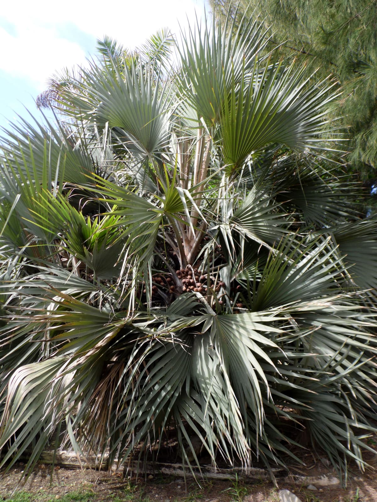 Botanical specimen of Hyphaene Coriacea.