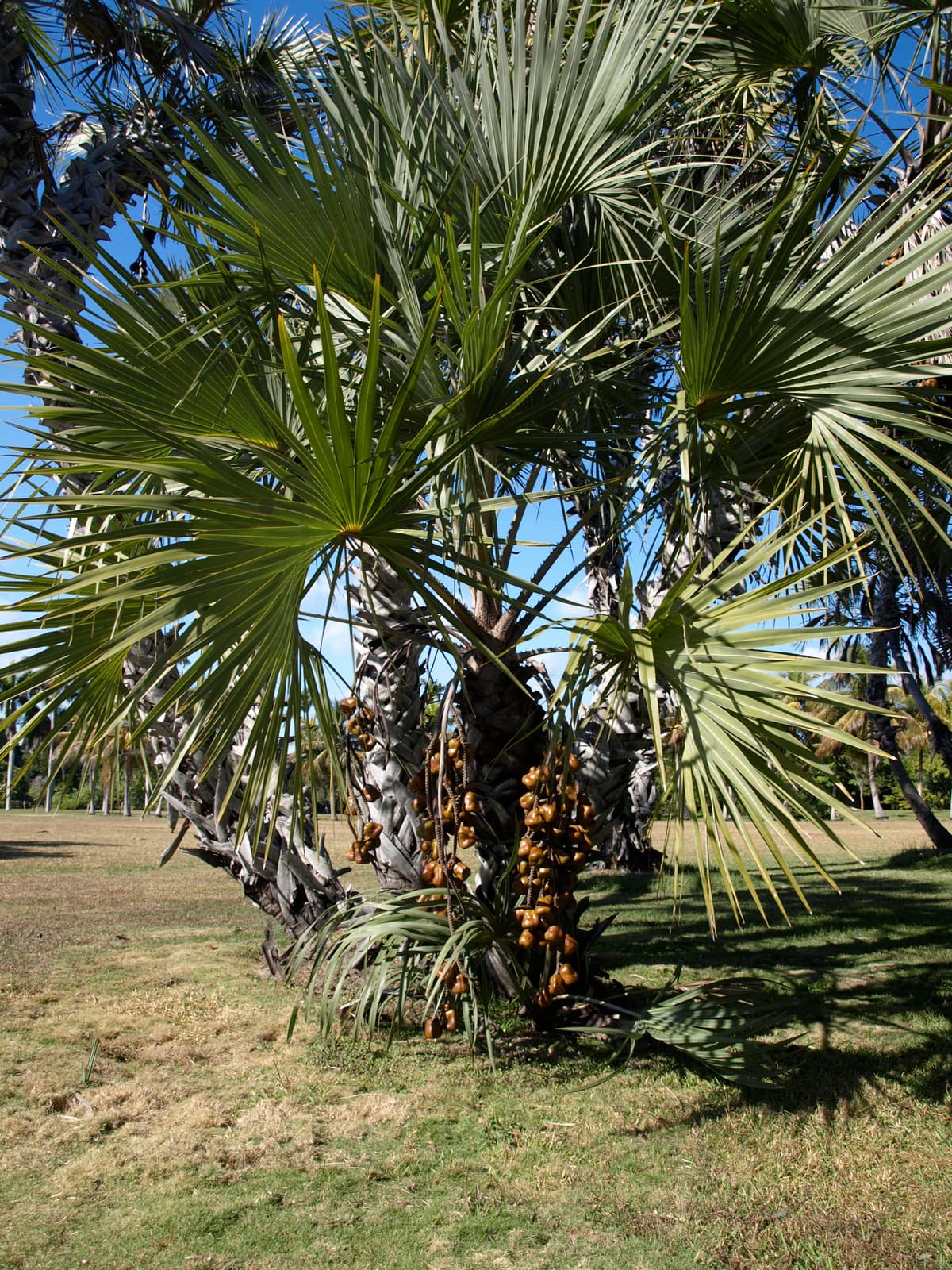 Botanical specimen of Hyphaene Dichotoma.