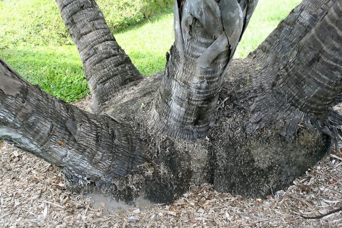 Botanical specimen of Hyphaene Dichotoma.