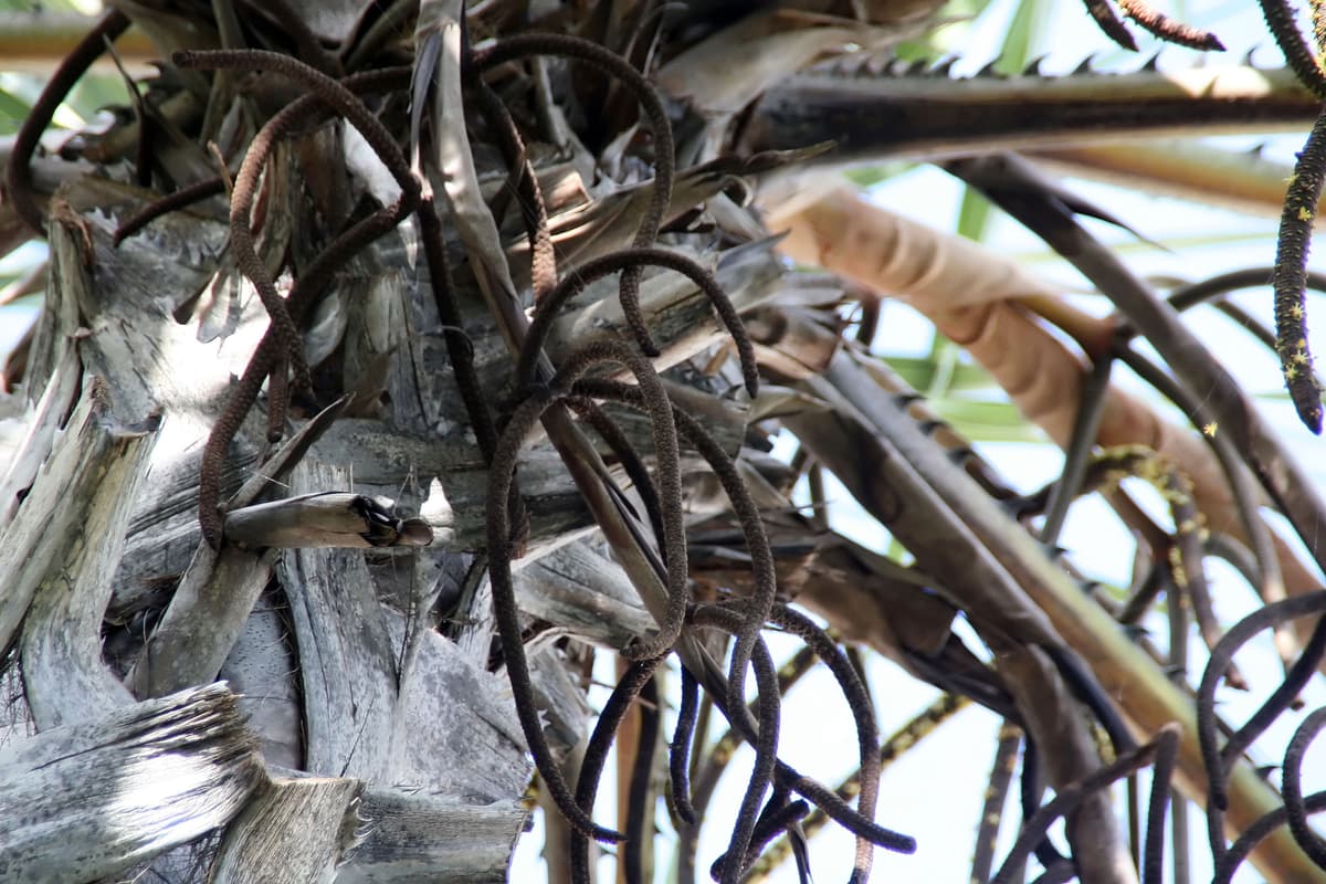 Botanical specimen of Hyphaene Dichotoma.