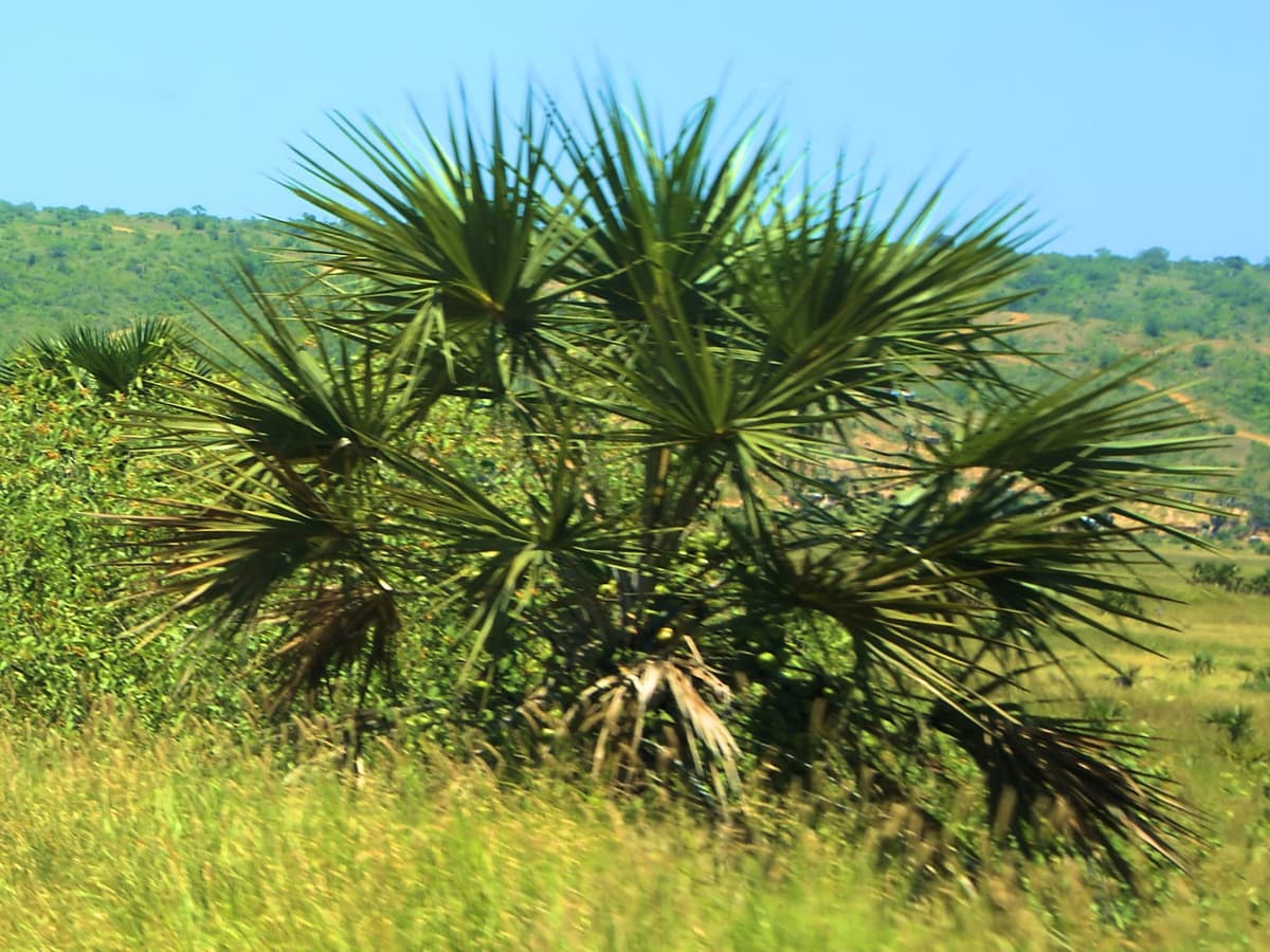 Botanical specimen of Hyphaene Guineensis.