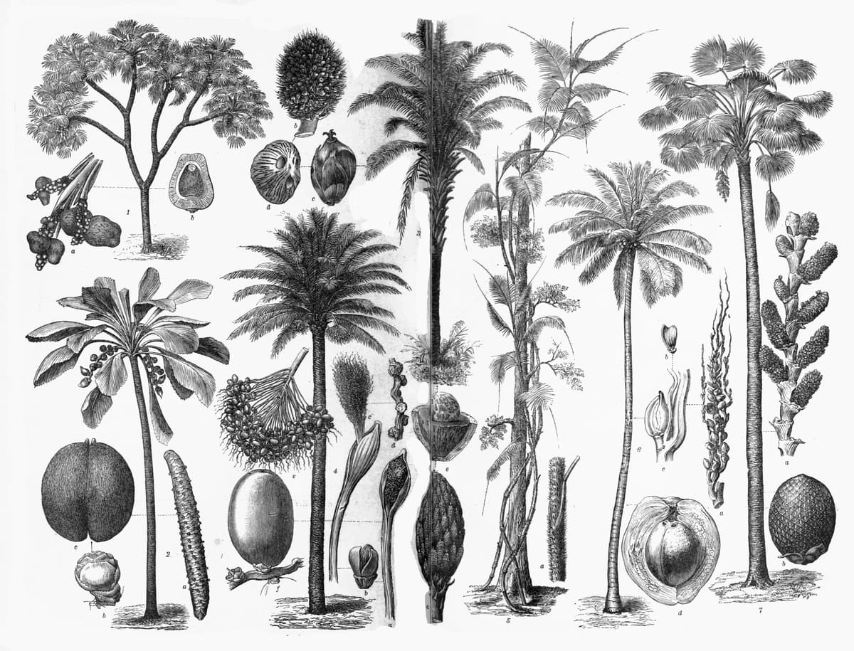 Botanical specimen of Hyphaene Guineensis.