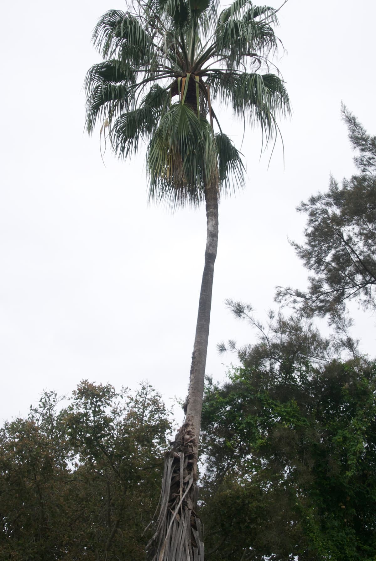 Botanical specimen of Hyphaene Petersiana.