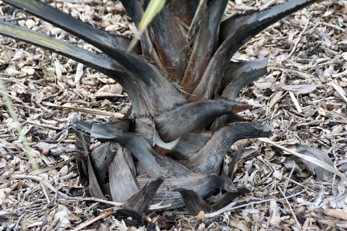Botanical specimen of Hyphaene Petersiana.