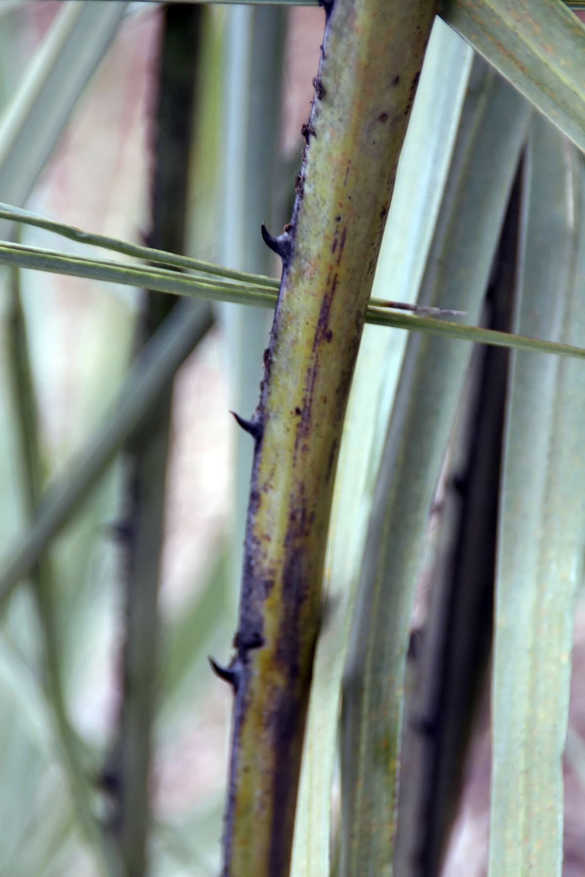 Botanical specimen of Hyphaene Petersiana.