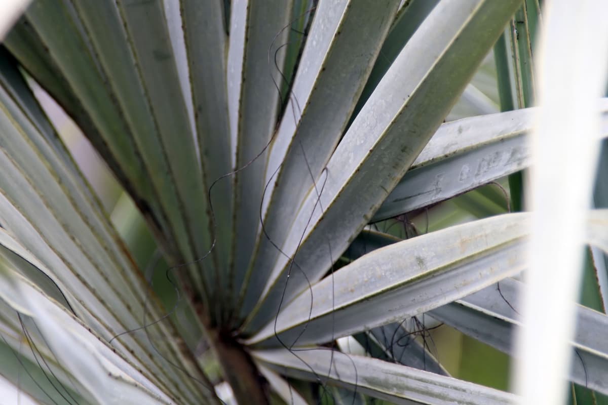 Botanical specimen of Hyphaene Petersiana.