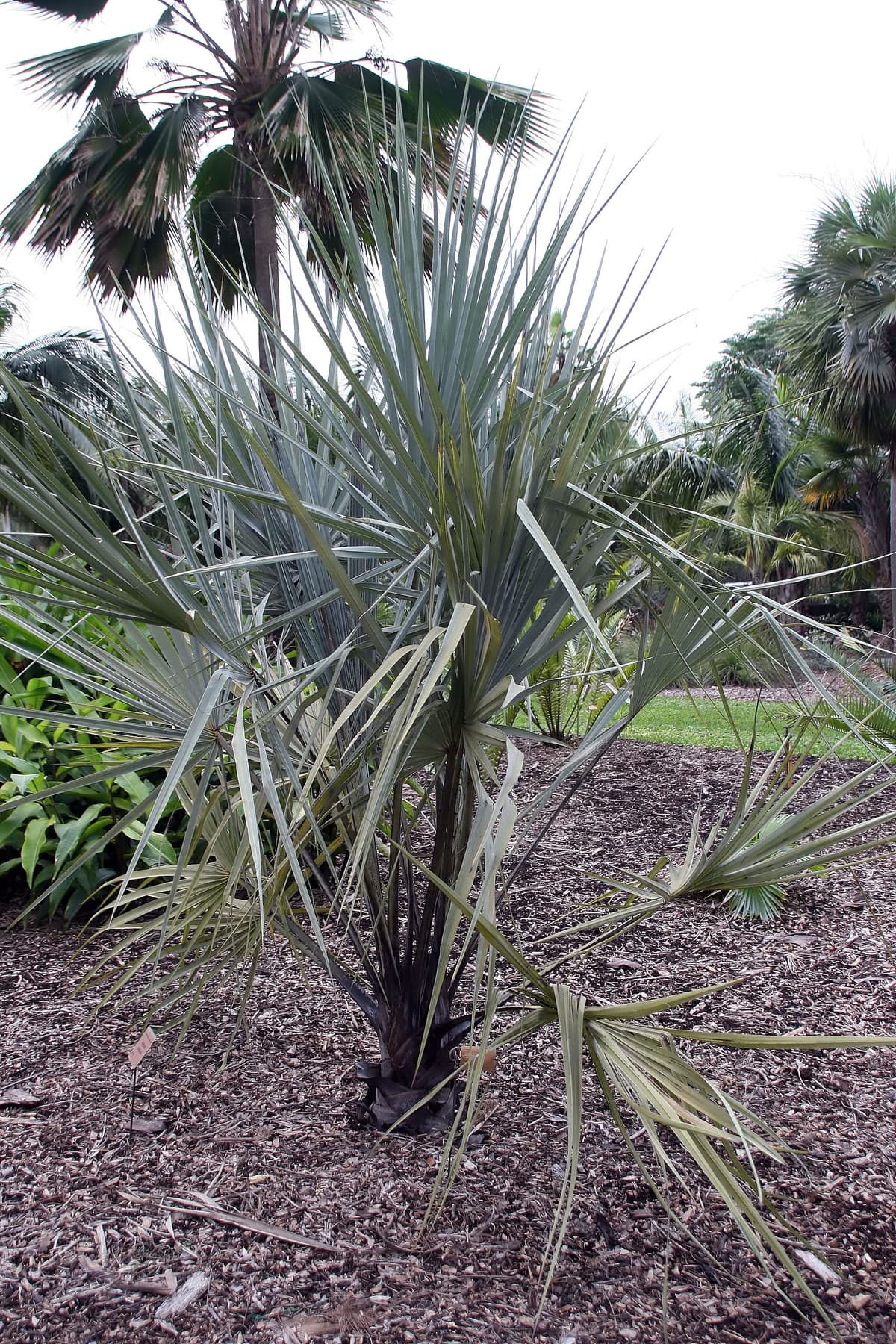 Botanical specimen of Hyphaene Petersiana.