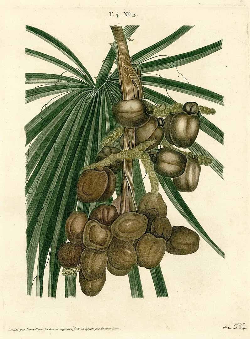 Botanical specimen of Hyphaene Thebaica.