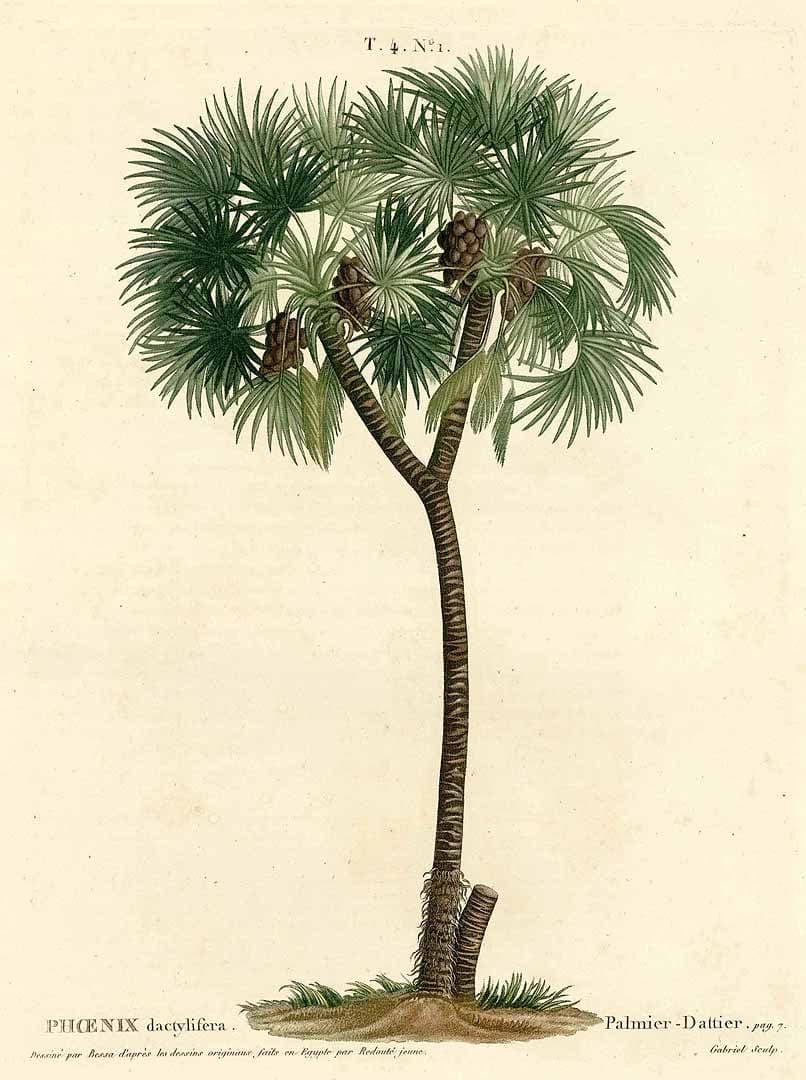 Botanical specimen of Hyphaene Thebaica.