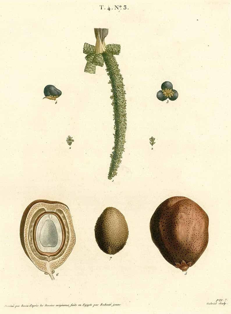Botanical specimen of Hyphaene Thebaica.