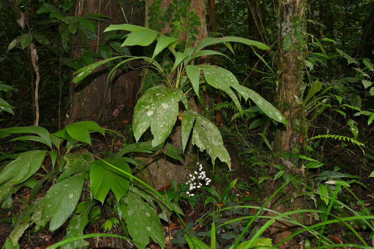 Botanical specimen of Iguanura Melinauensis.