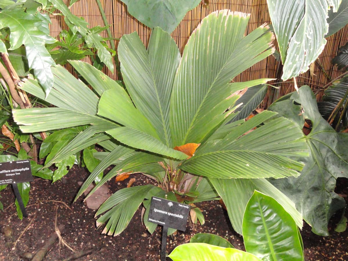 Botanical specimen of Iguanura Wallichiana.