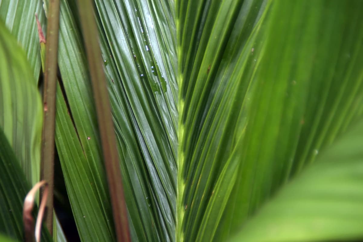 Botanical specimen of Iguanura Wallichiana.
