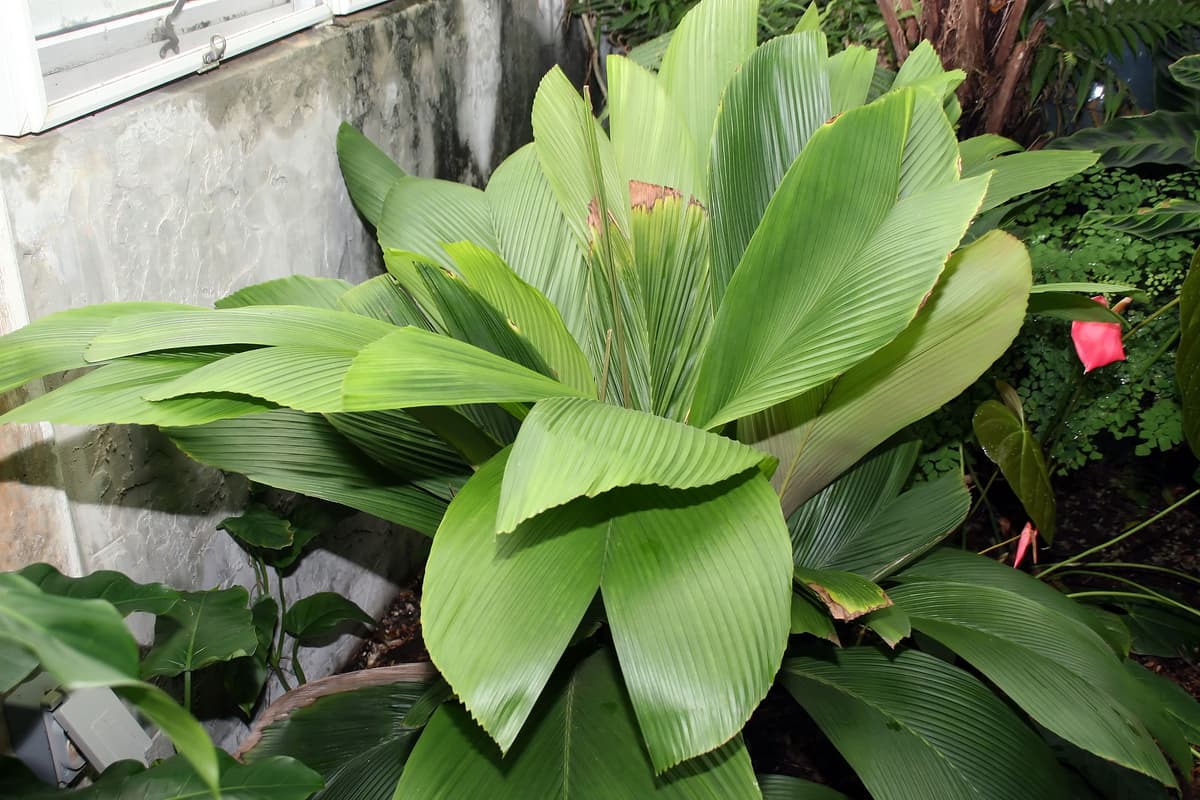 Botanical specimen of Iguanura Wallichiana.