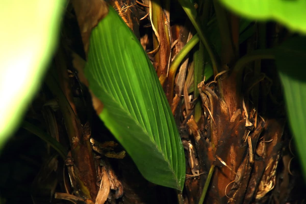 Botanical specimen of Iguanura Wallichiana.