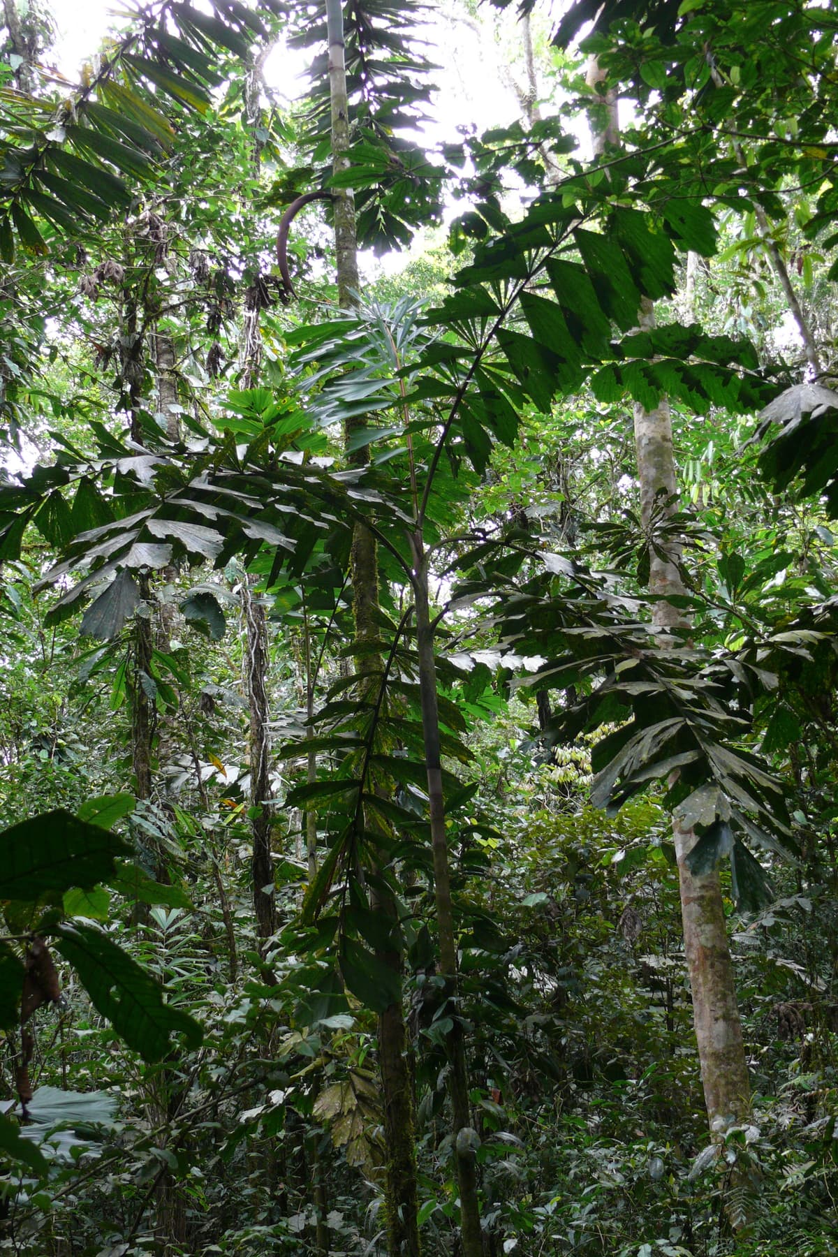 Botanical specimen of Iriartea Deltoidea.