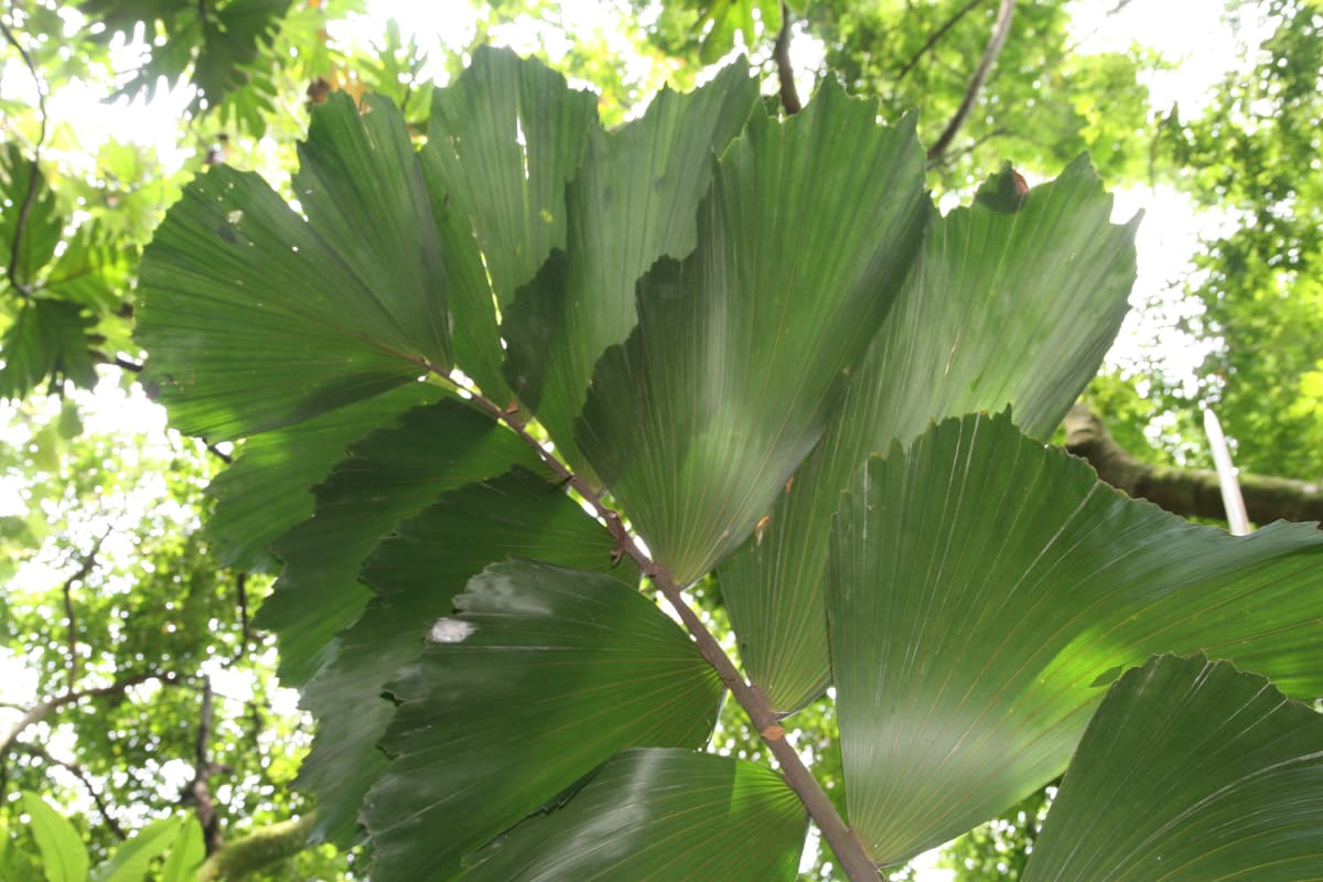 Botanical specimen of Iriartea Deltoidea.