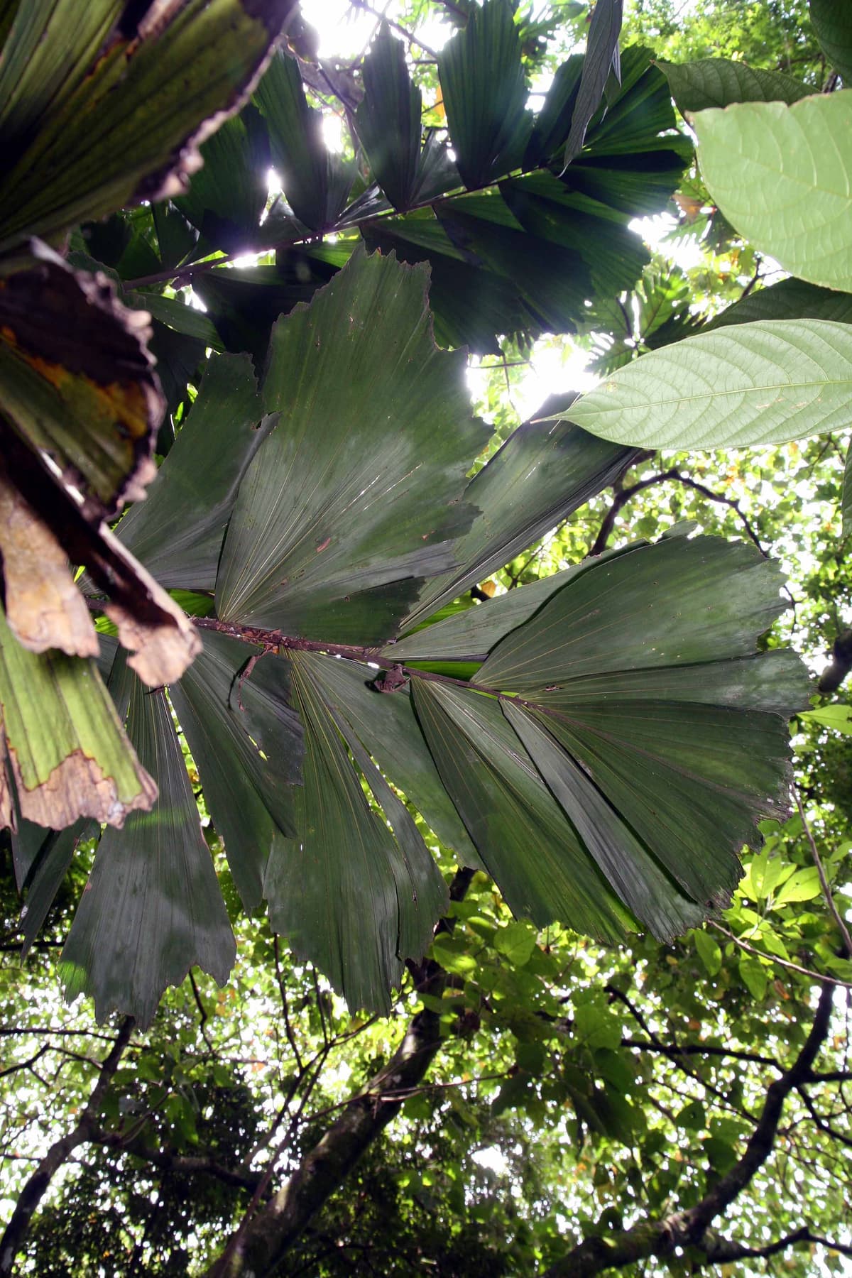 Botanical specimen of Iriartea Deltoidea.
