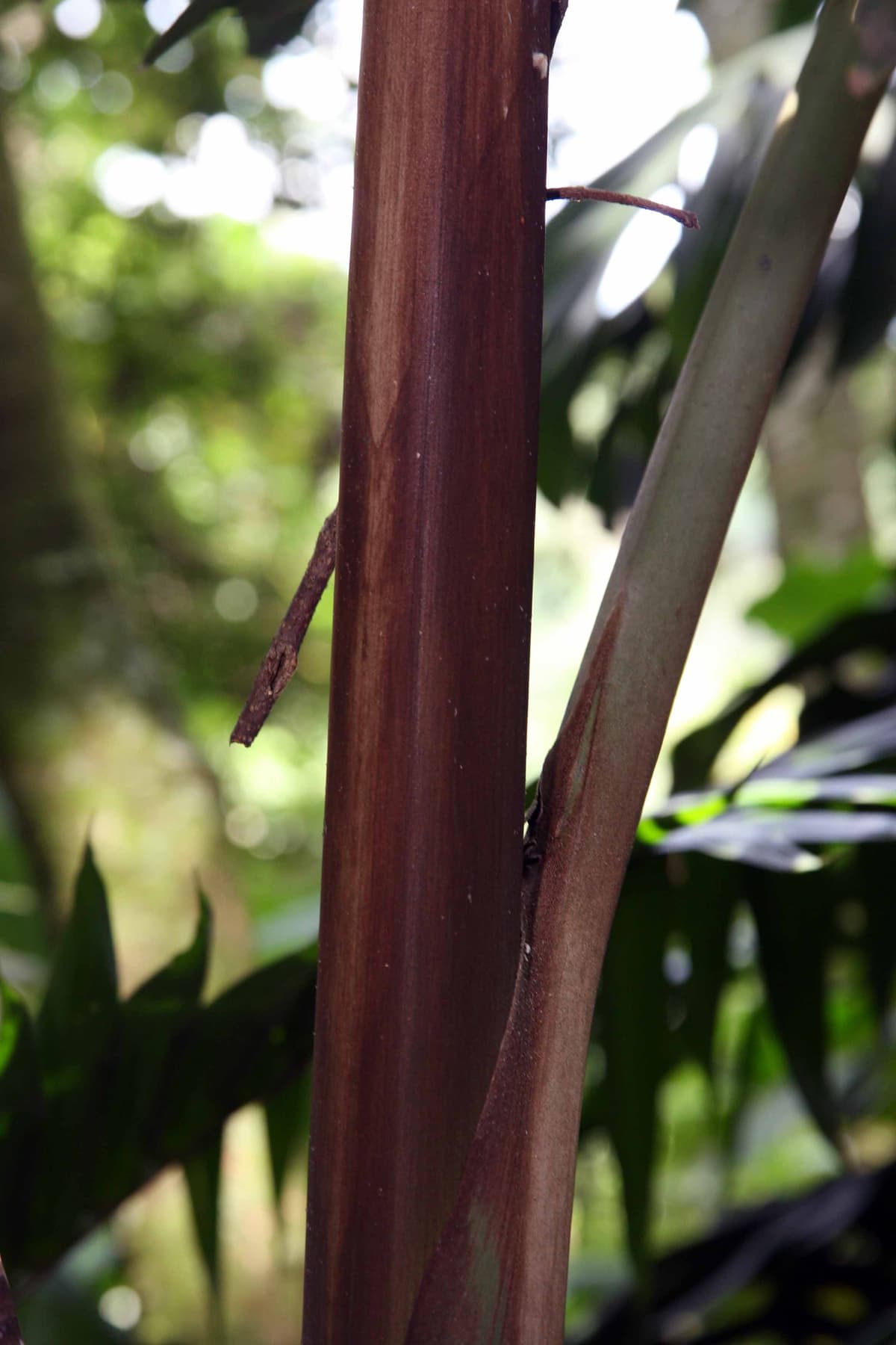 Botanical specimen of Iriartea Deltoidea.