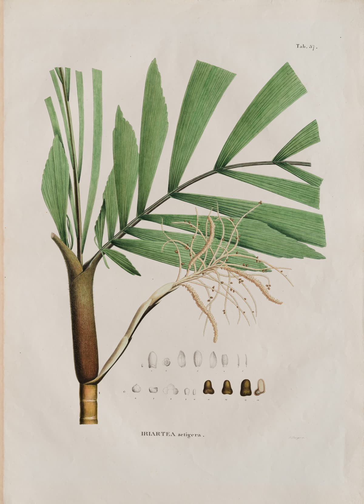 Botanical specimen of Iriartella Setigera.