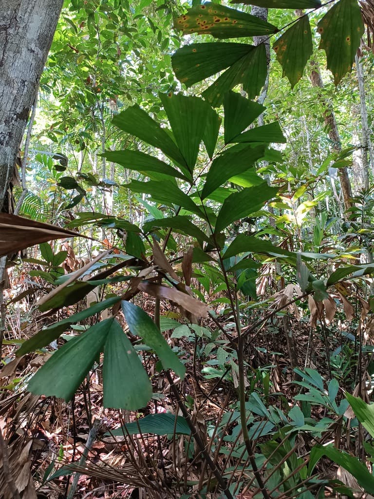 Botanical specimen of Iriartella Stenocarpa.