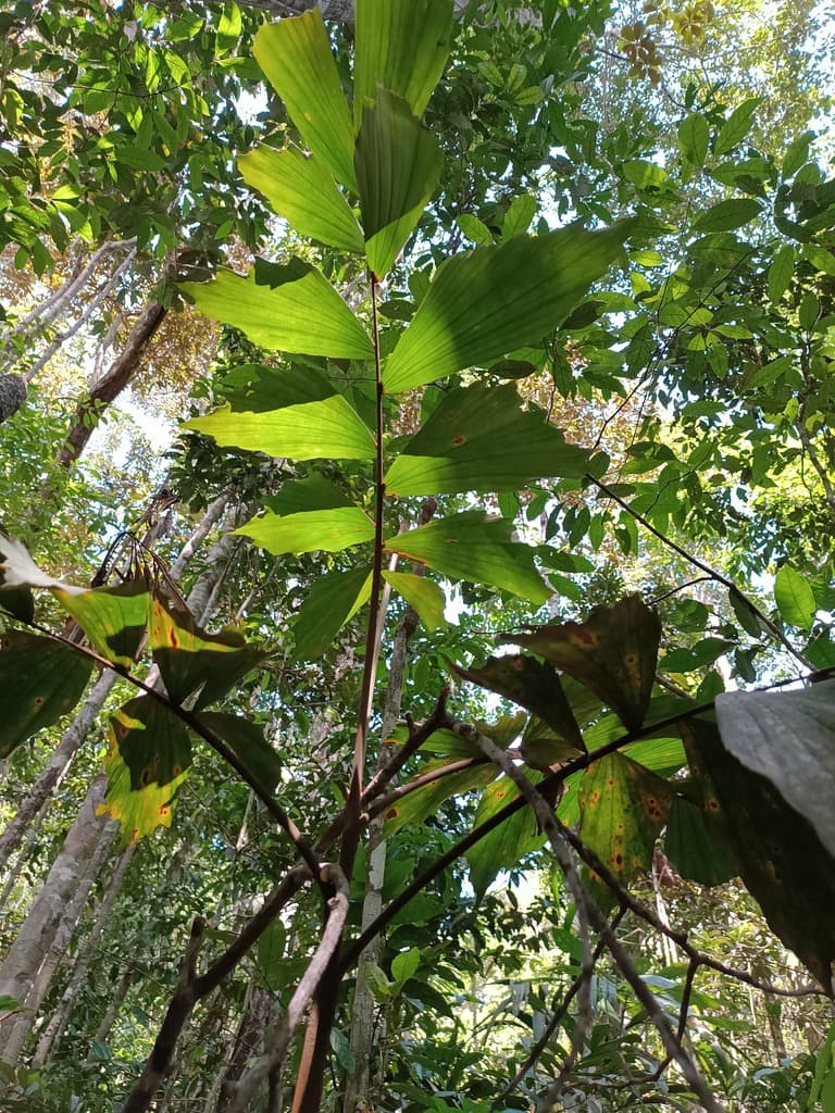 Botanical specimen of Iriartella Stenocarpa.
