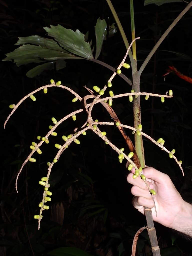 Botanical specimen of Iriartella Stenocarpa.