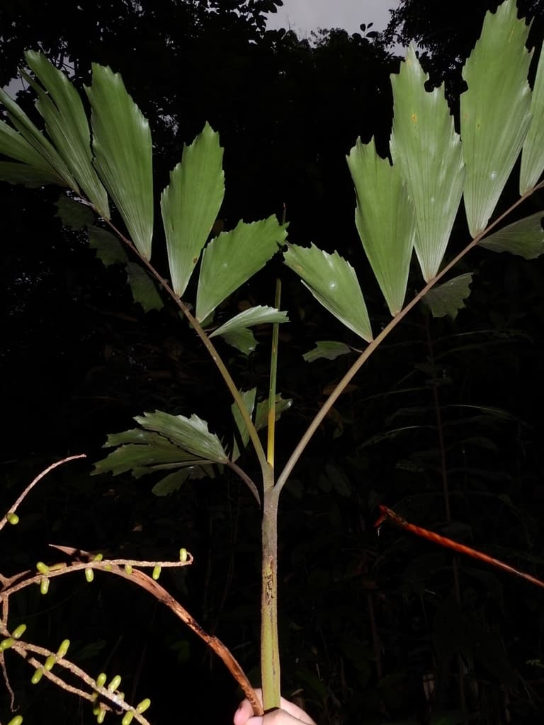 Botanical specimen of Iriartella Stenocarpa.