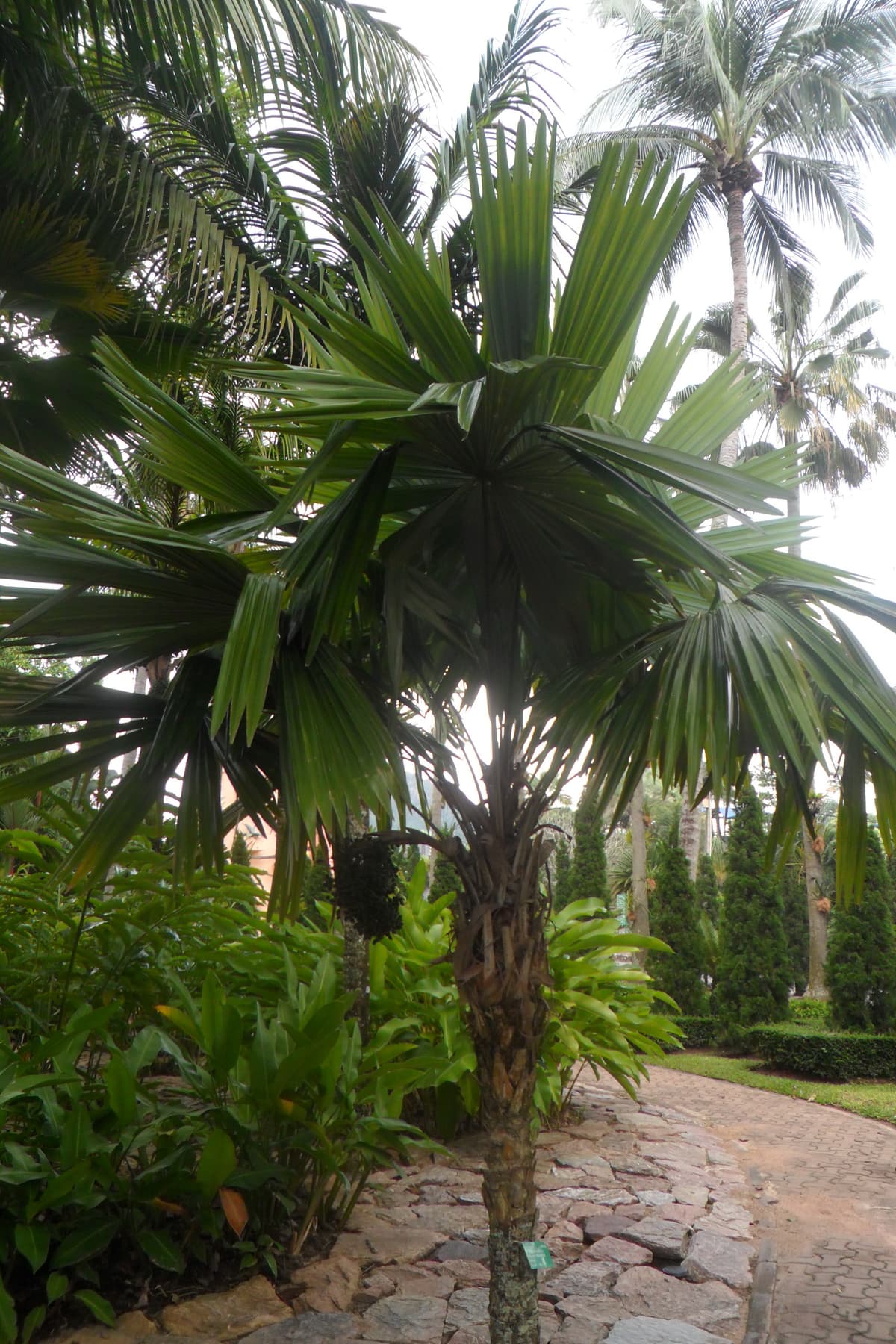 Botanical specimen of Itaya Amicorum.