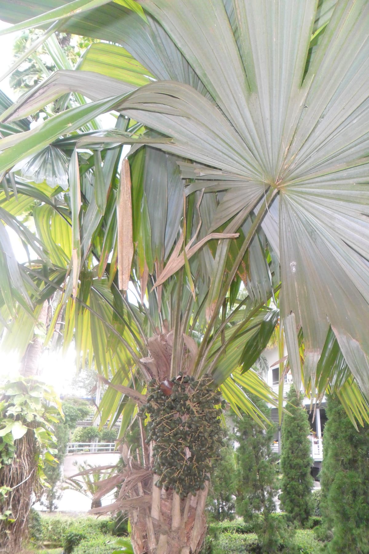 Botanical specimen of Itaya Amicorum.