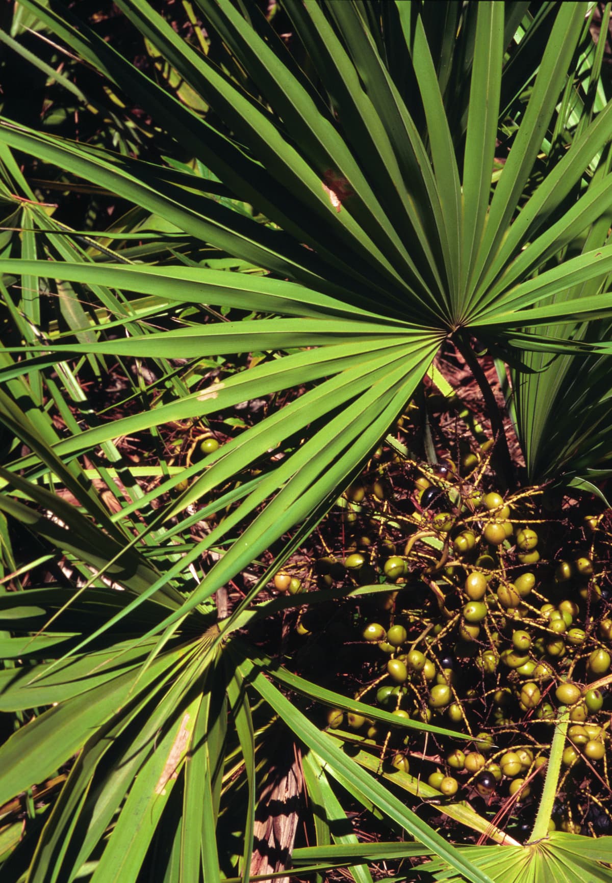 Botanical specimen of Itaya Amicorum.