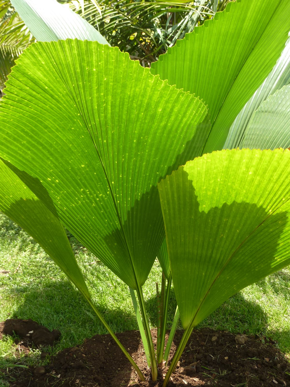 Botanical specimen of Johannesteijsmannia Altifrons.