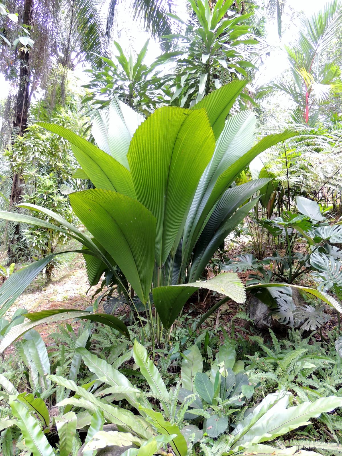 Botanical specimen of Johannesteijsmannia Altifrons.
