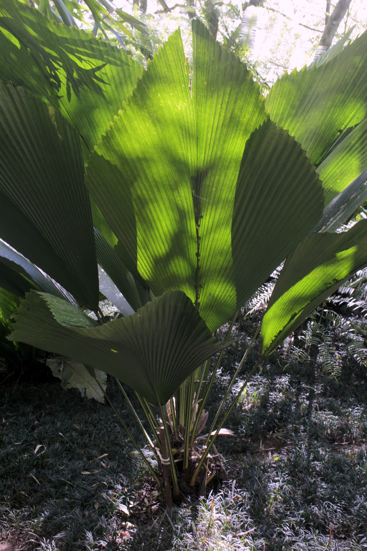 Botanical specimen of Johannesteijsmannia Altifrons.