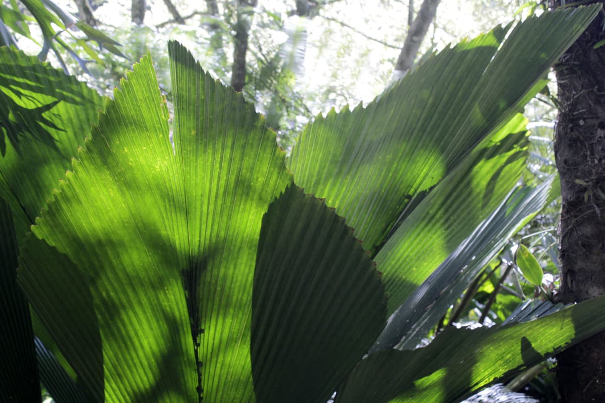 Botanical specimen of Johannesteijsmannia Altifrons.