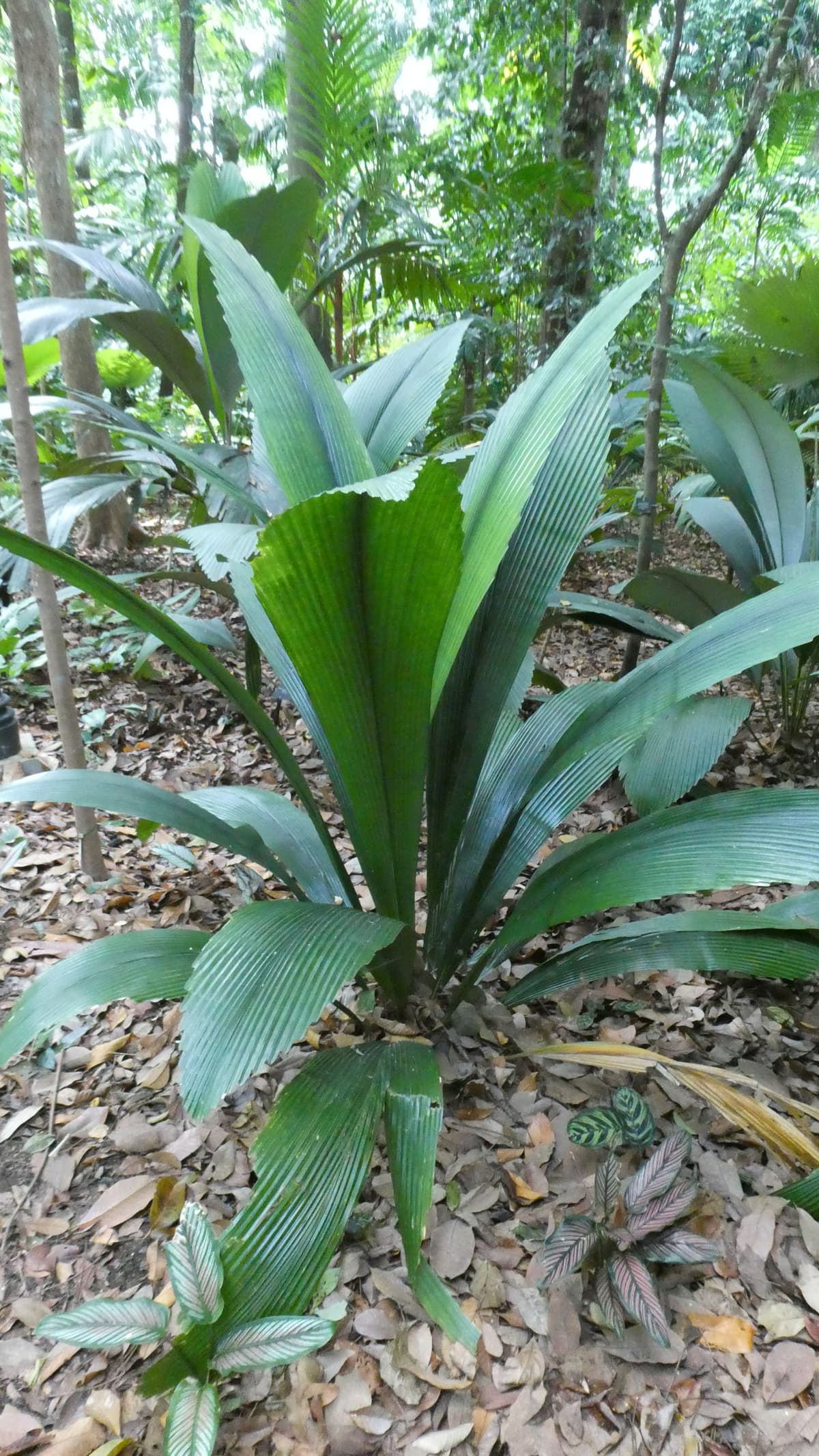 Botanical specimen of Johannesteijsmannia Lanceolata.