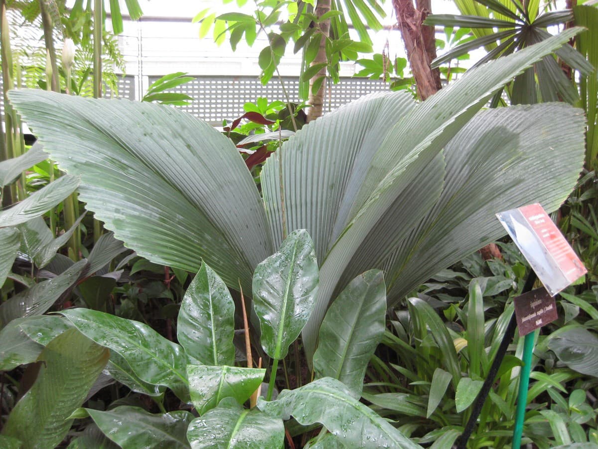 Botanical specimen of Johannesteijsmannia Magnifica.