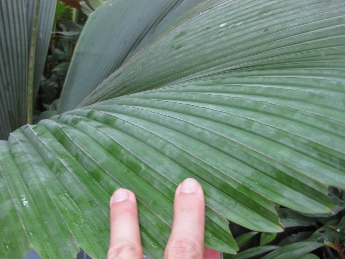 Botanical specimen of Johannesteijsmannia Magnifica.
