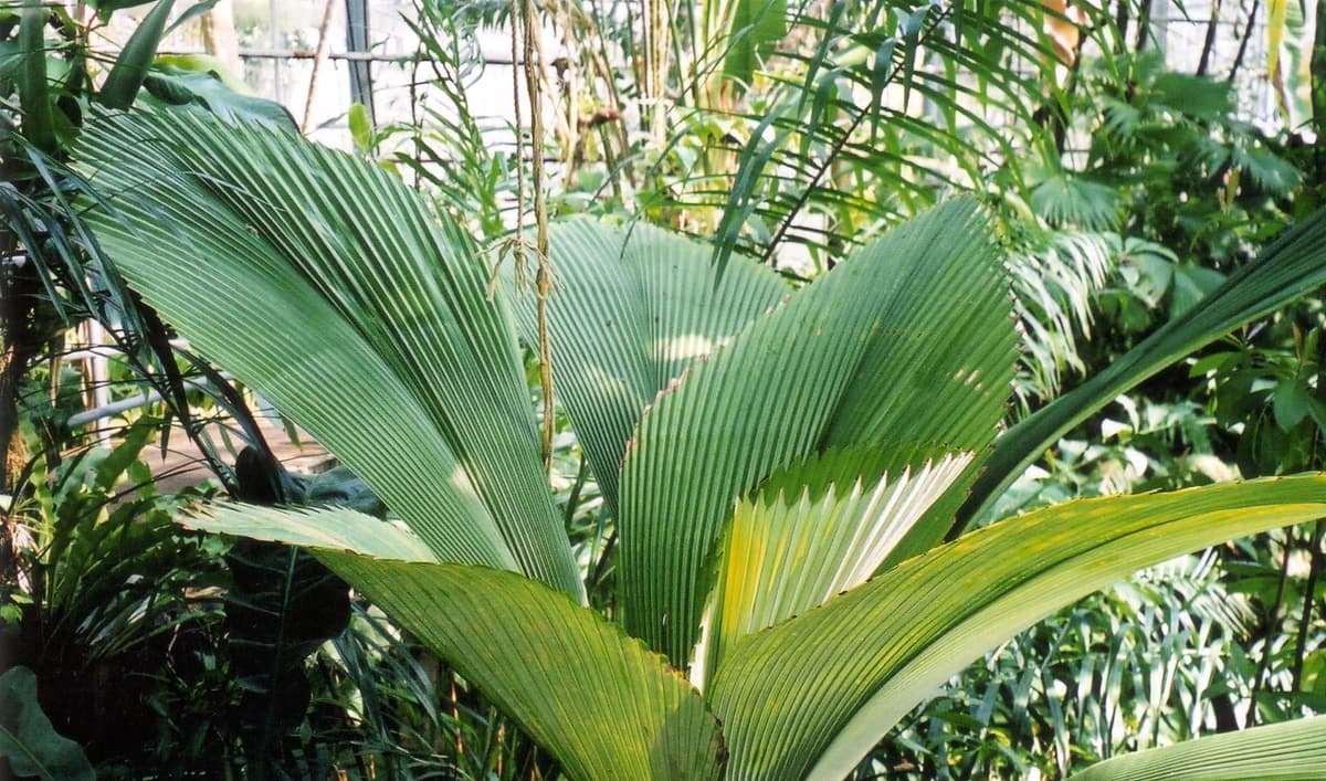 Botanical specimen of Johannesteijsmannia Magnifica.