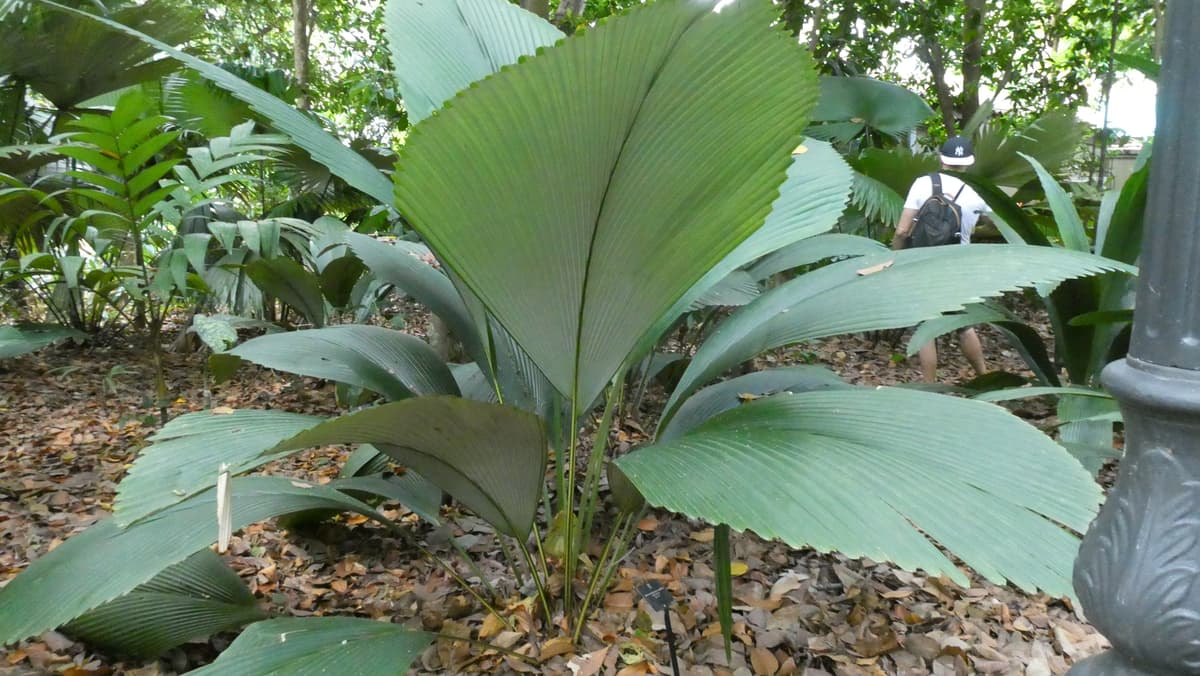 Botanical specimen of Johannesteijsmannia Magnifica.