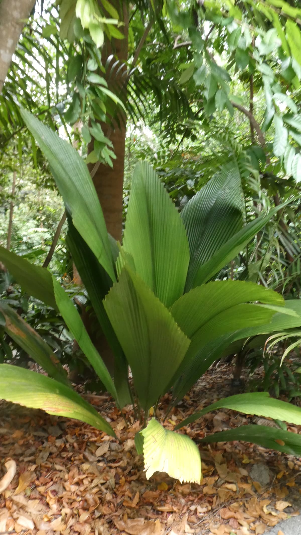 Botanical specimen of Johannesteijsmannia Perakensis.